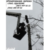 Удаление деревьев Киев 466 59 42 Спил деревьев Киев.  Корчевание пней.